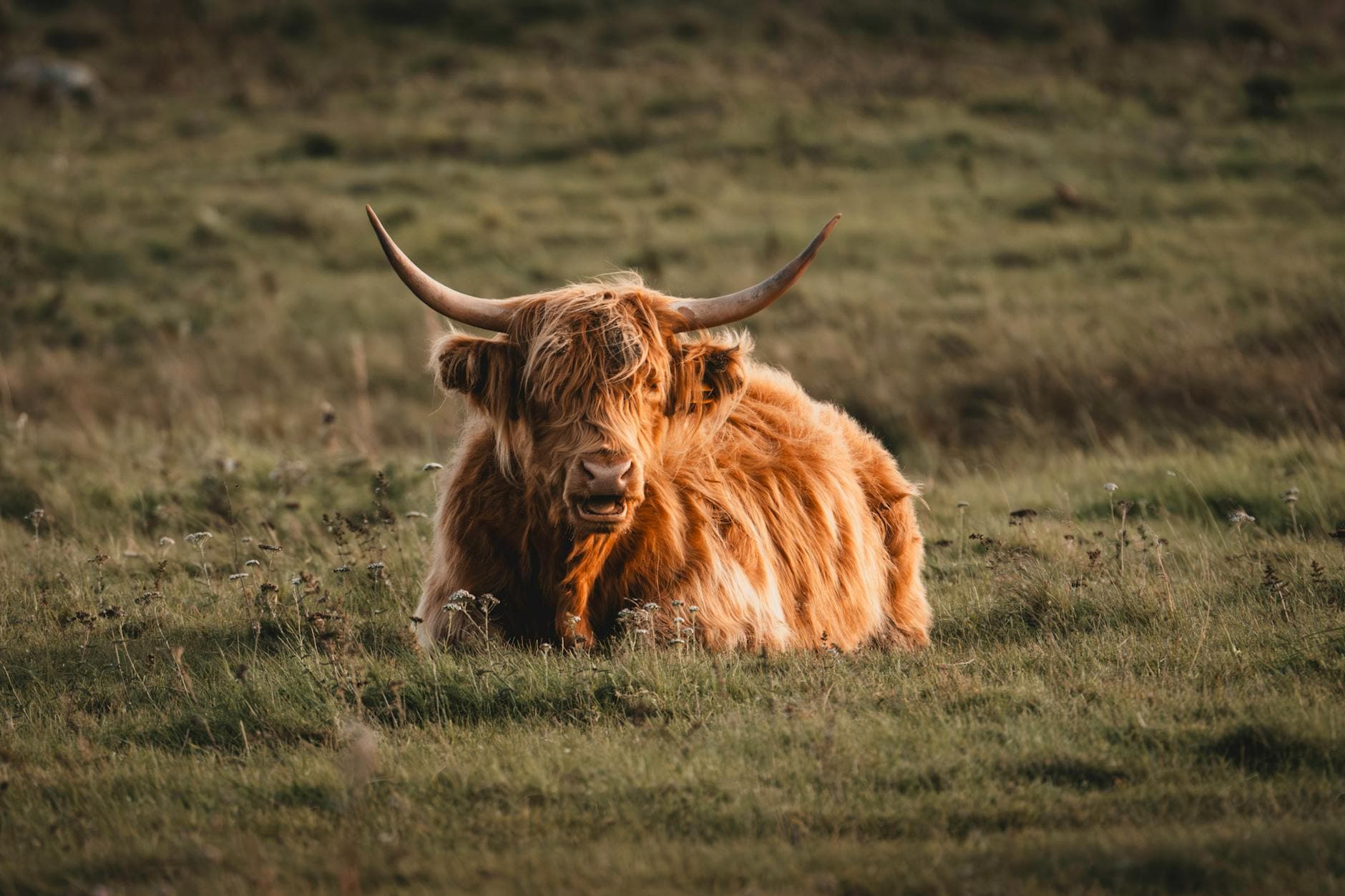 Cover Image for A Collection Of Post-Election Thoughts