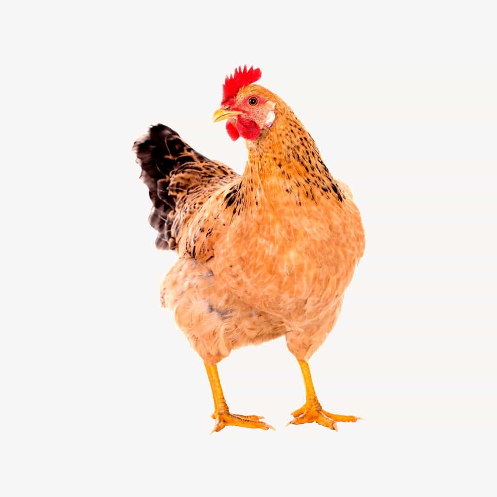 Cover Image for Complaints: Sainsbury’s & Short-Dated Chicken